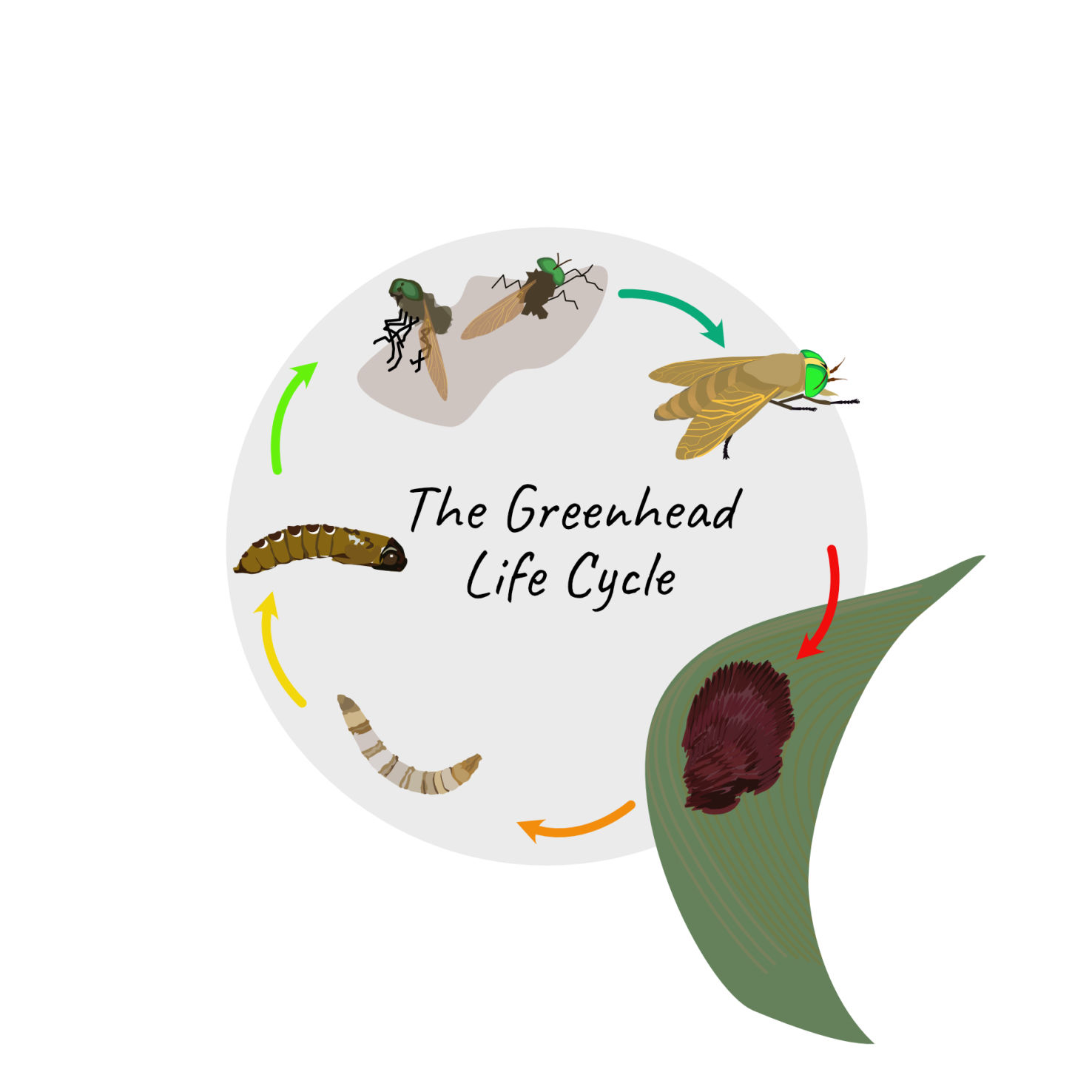 GREENHEAD LIFECYCLE